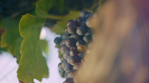 Vineyard - Red wine grape vine &amp; sun flaring through vintage lens Stock Footage 98520801