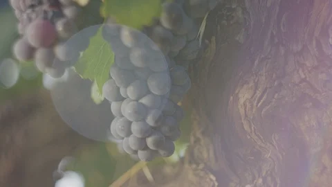 Vineyard - Red wine grape vine &amp; lens flaring vintage Stock Footage 98634440