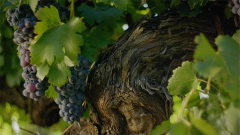 Vineyard - Red wine grape vine, Cabernet sauvignon Stock Footage 98664128