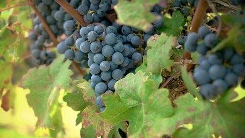 Vineyard Red Wine Grapes on the Vine Stock Footage