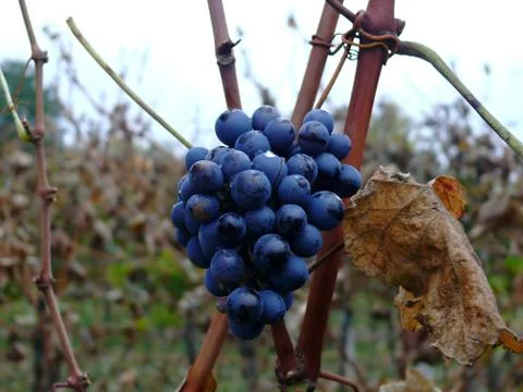Vineyard- red wine Stock Photos