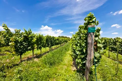 Vineyard of Riesling Grape Stock Photos