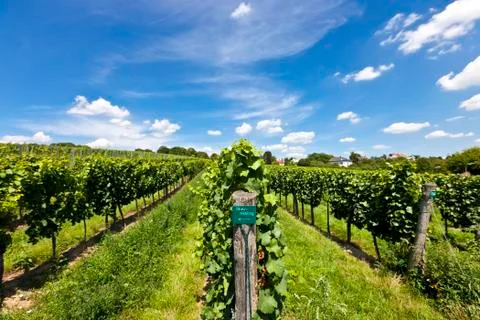 Vineyard of Riesling Grape Stock Photos