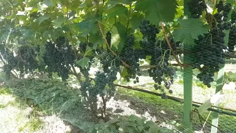 A vineyard with ripe black clusters, protected by a plastic net from birds. Stock Footage 235159183