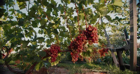 Vineyard with ripe bunches of grapes in the rays of the setting sun. Slider shot Stock Footage 138002633