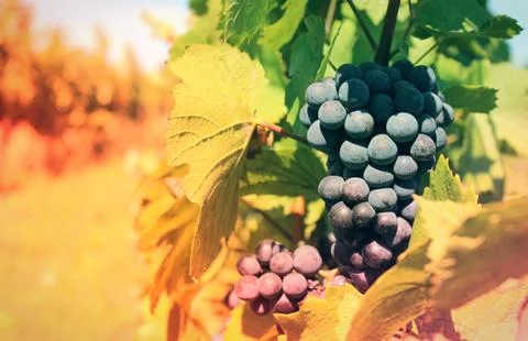 Vineyard with ripe grapes 写真素材
