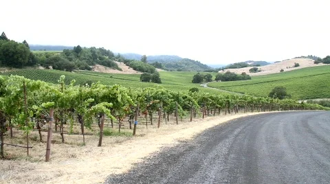 Vineyard Road Stock Footage 846922