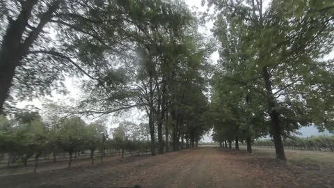 Vineyard road Stock Footage 77045359