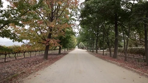Vineyard road Stock Footage 77047350