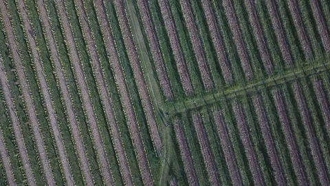 Vineyard road lines Video stock 129756133