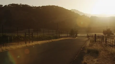 Vineyard road at sunset Video stock 44447460