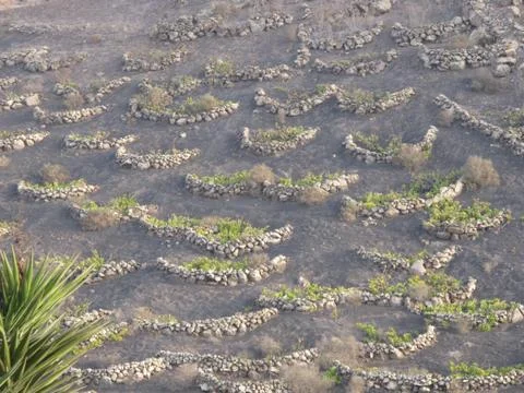 Vineyard in the rocks Stock Photos