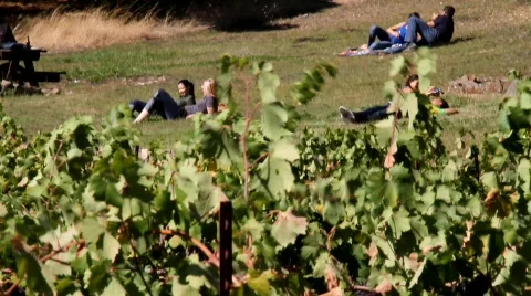 Vineyard Romance Video stock 850291