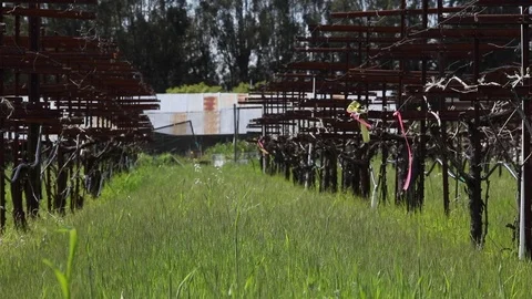 Vineyard Row with Barn Stock Footage 108126192