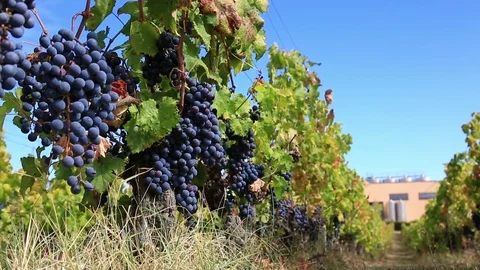 Vineyard row with bunches of ripe red wine grapes Stock Footage 69720242