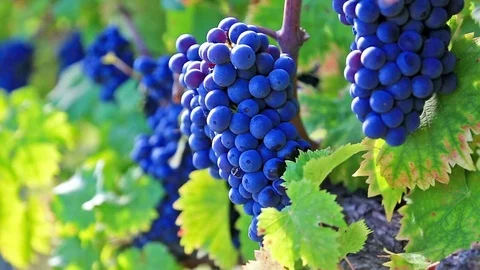 Vineyard row with bunches of ripe red wine grapes Stock Footage 72073077