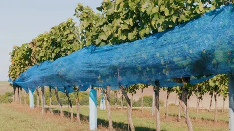 Vineyard row of grape covered by blue bird protection net Stock Footage 120624582