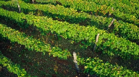 Vineyard rows aerial Stock-Footage 41547875