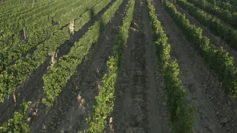 Vineyard rows aerial view Stock Footage 144430453