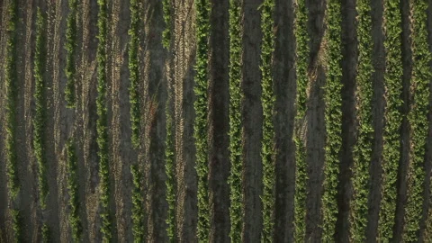 Vineyard rows aerial view Stock Footage 144430467