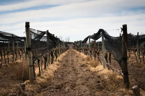 Vineyard rows after winter pruning in Tupungato, Mendoza, Argentina. Stock Photos