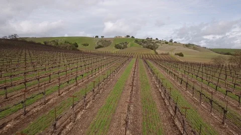 Vineyard rows and lines, Mountainous land Vídeos de archivo 127938645