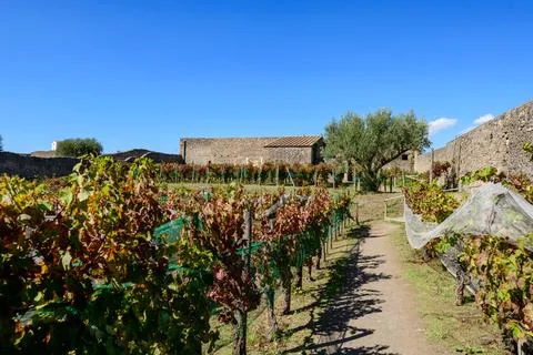Vineyard rows and olive tree, Pompeii ruins Stock Photos