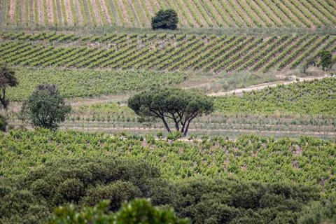 Vineyard rows and umbrella pine Stock Photos