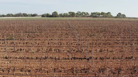Vineyard Rows and Wine Growing Landscape Aerial 스톡 동영상 146934608
