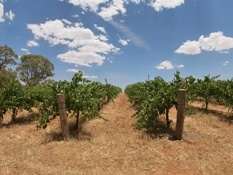 Vineyard Rows in Barossa Valley, South Australia Stock Footage 343473718