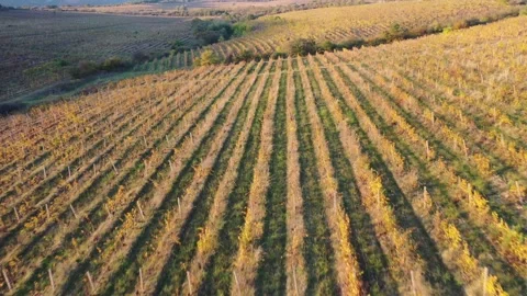Vineyard rows bathed in warm golden light Stock Footage 289733243