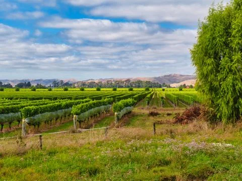 Vineyard rows with bird covers on Spring Creek Fotos de archivo