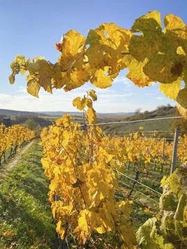 Vineyard rows with changing yellow and golden leaves in autumn, traditional Stock Photos