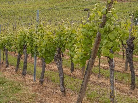 Vineyard rows climbing a sunny hillside with lush green summer growth Photos