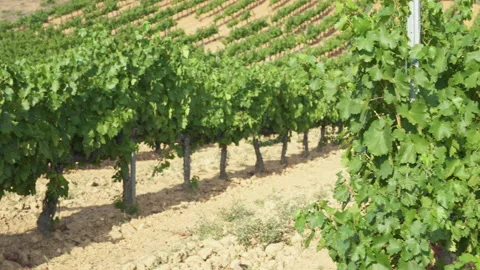 Vineyard rows in the countryside Stock-Footage 214848232