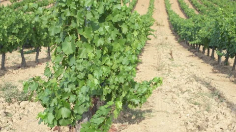 Vineyard rows in the countryside Vidéo 218147330