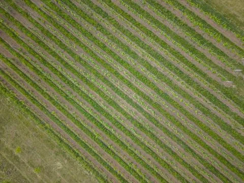 Vineyard rows creating graphic pattern in Ivan, Czechia Stock Photos