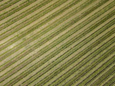 Vineyard rows creating graphic pattern in Ivan, Czechia Stock Photos