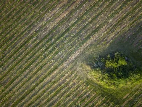 Vineyard rows creating graphic patterns in Dolni Kounice Stock Photos