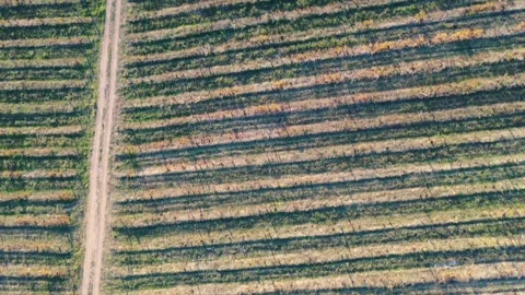 Vineyard rows directly above from drone Video stock 289733908