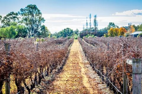 Vineyard with rows of dormant grapevines stretching across the paddocks Foto stock
