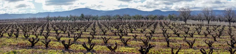 Vineyard rows during winter against mountains and cloudy sky Fotos de archivo