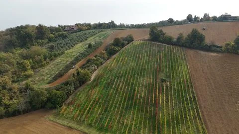 Vineyard rows in Emilia Romagna show a patchwork of green, yellow and red a.. 스톡 사진