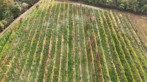 Vineyard rows in Emilia Romagna show a patchwork of green, yellow and red a.. 스톡 사진