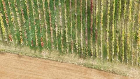 Vineyard rows in Emilia Romagna show a patchwork of green, yellow and red a.. Stock Photos