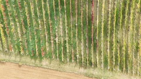 Vineyard rows in Emilia Romagna show a patchwork of green, yellow and red a.. Stock Photos