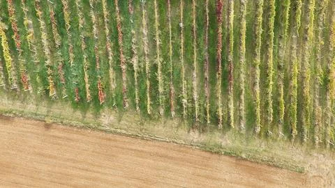 Vineyard rows in Emilia Romagna show a patchwork of green, yellow and red a.. Stock-Fotos
