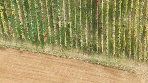 Vineyard rows in Emilia Romagna show a patchwork of green, yellow and red a.. 스톡 사진