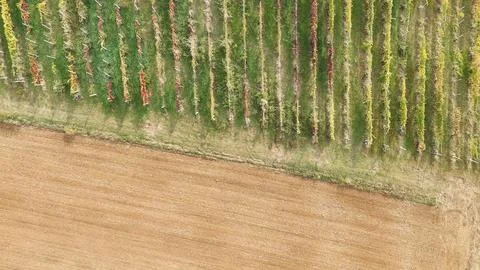 Vineyard rows in Emilia Romagna show a patchwork of green, yellow and red a.. 스톡 사진