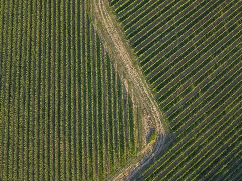 Vineyard rows forming geometric patterns, Siklos, Hungary Stock Photos